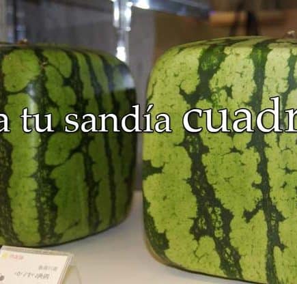 Aprende a crear una sandia cuadrada