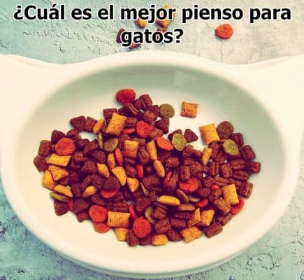 cuenco con forma de gato para pienso