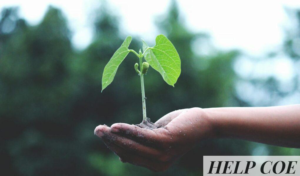 A young sapling held in hands symbolizes growth and sustainability.