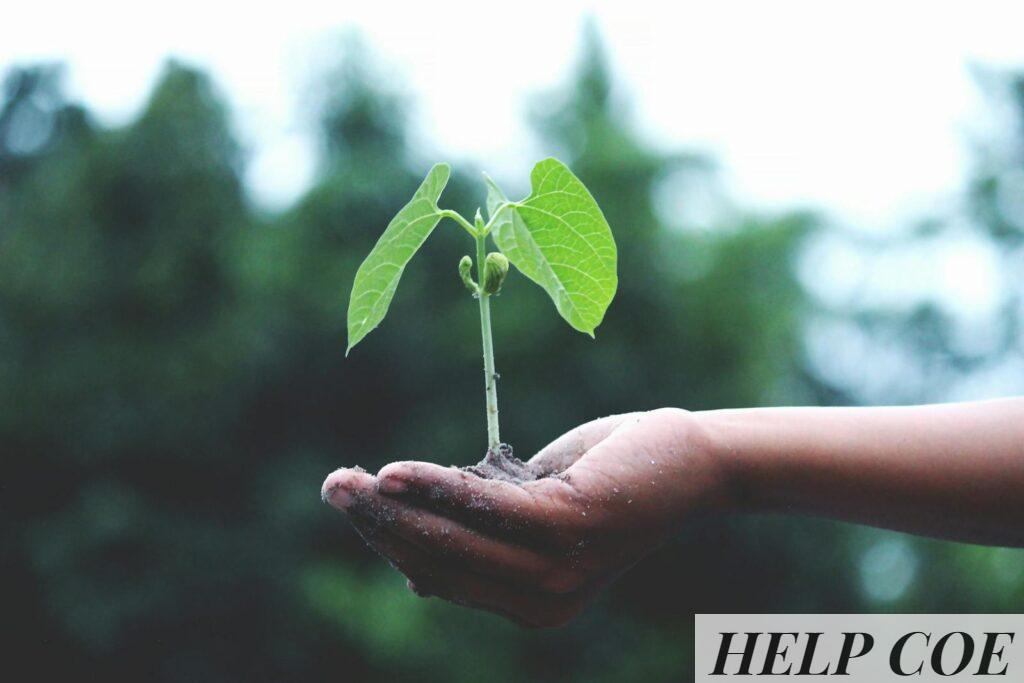 A young sapling held in hands symbolizes growth and sustainability.