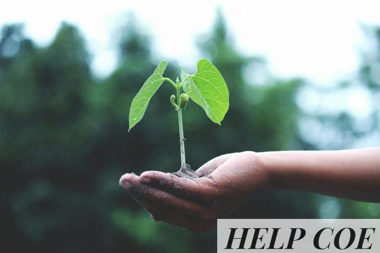 A young sapling held in hands symbolizes growth and sustainability.