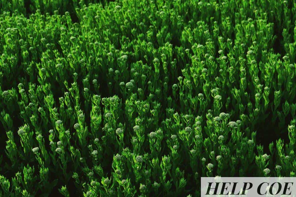 Dense green foliage creating a lush and vibrant field landscape.