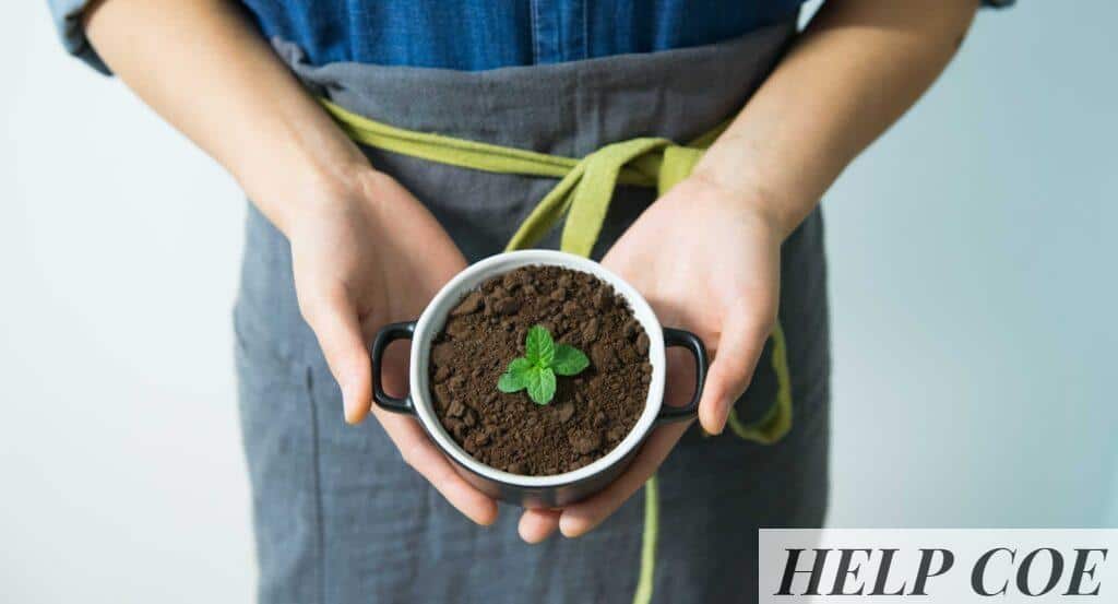 Close-up of hands holding a pot with soil and a young mint plant in growth.