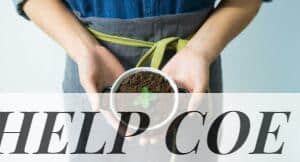 Close-up of hands holding a pot with soil and a young mint plant in growth.